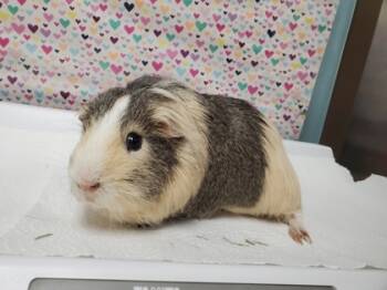 Rescue Guinea Pig Guinea Pigs for Adoption in Maumee, Ohio - Winston | PetCurious